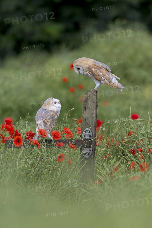 Barn Owl