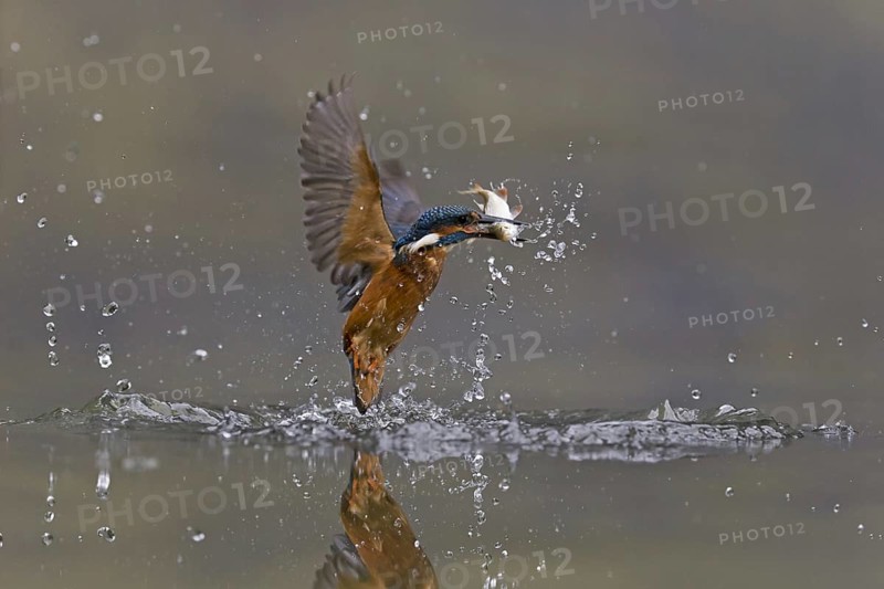 Common Kingfisher