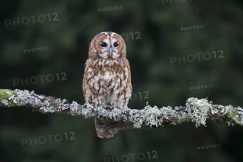 Tawny Owl