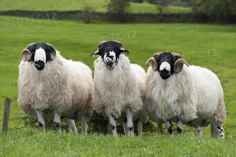 Rough Fell shearling rams