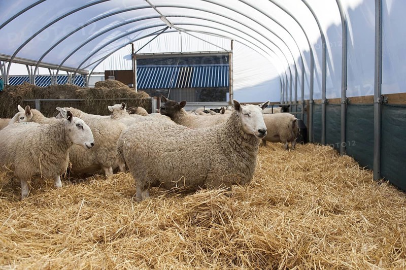 In lamb ewes housed in a polytunnel prior to lambing. UK