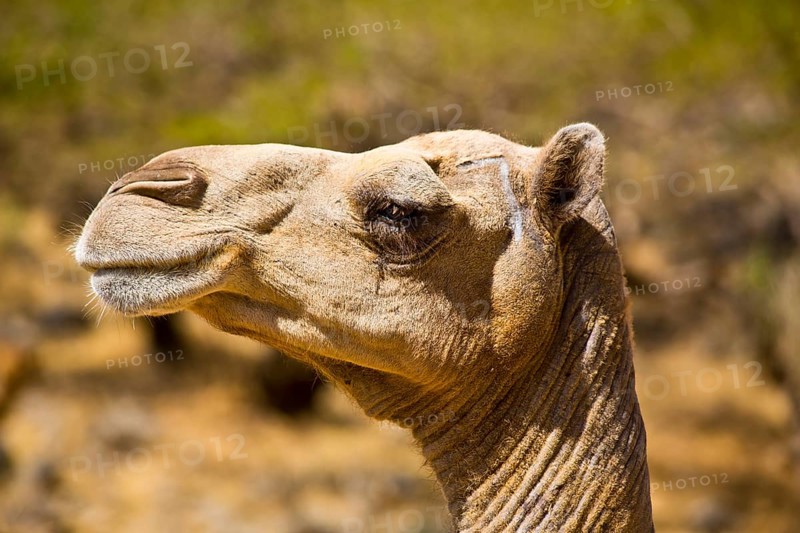 Camel head in Wadi Darbat