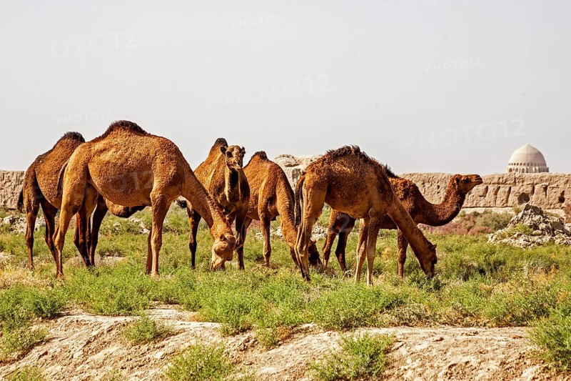 Dromedaries in front of ancient city wall