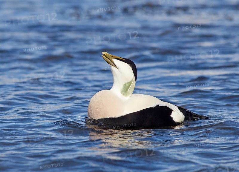 Adult male Common Eider