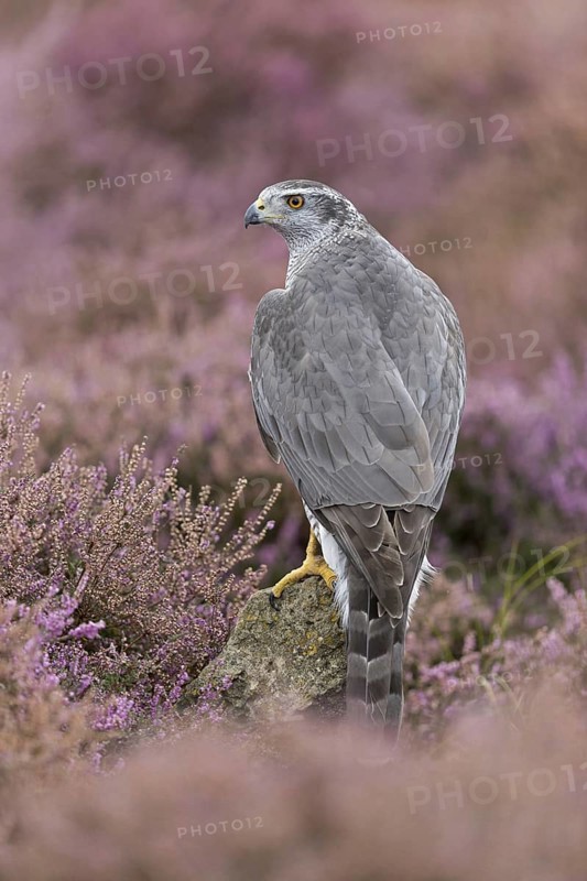 Northern Goshawk