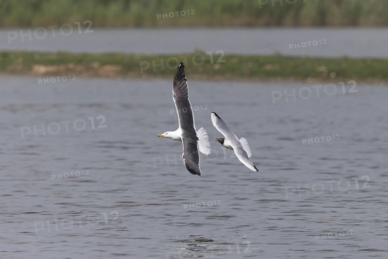 Black-Headed Gull