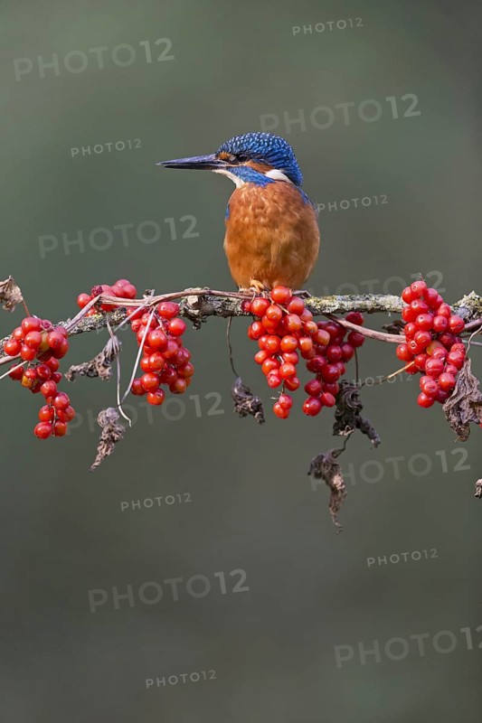 Common Kingfisher