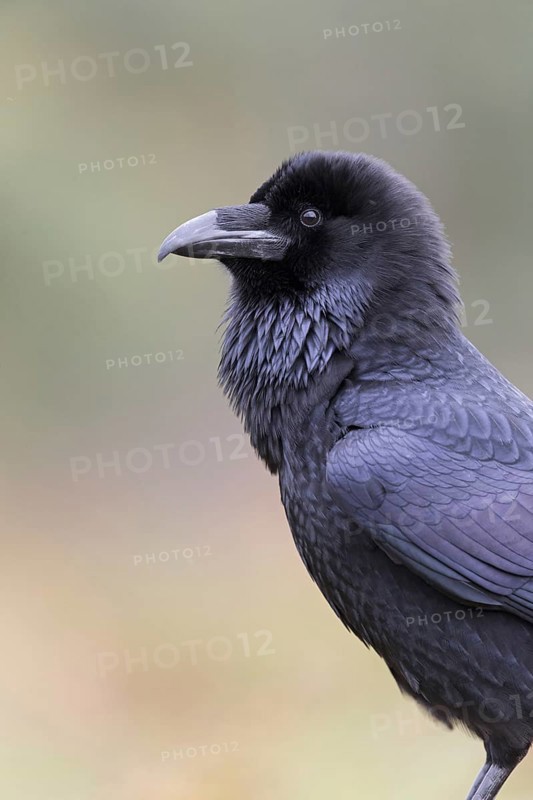Common Raven