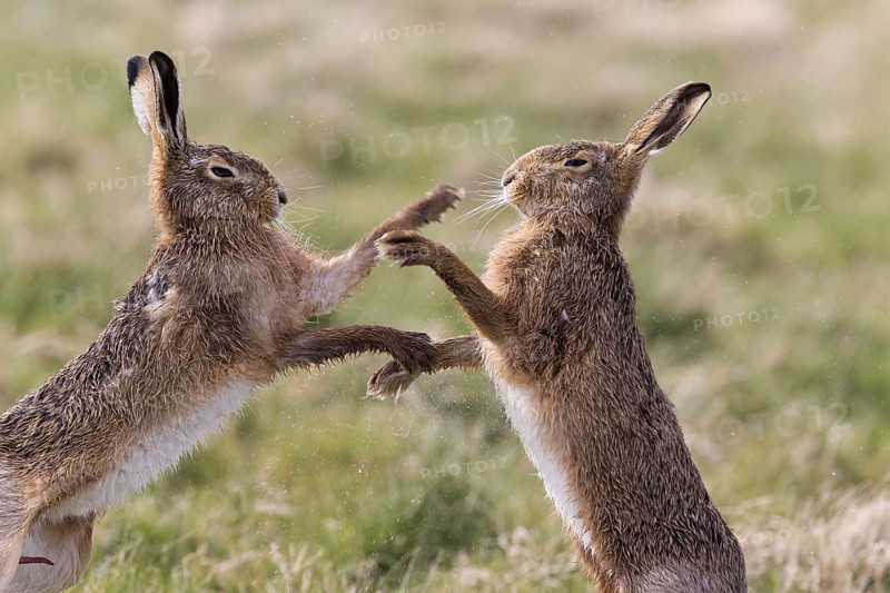European Hare