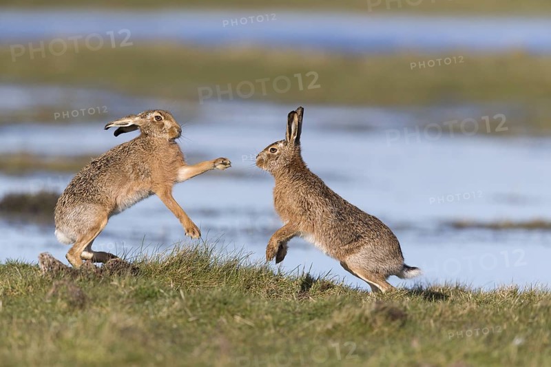 European Hare