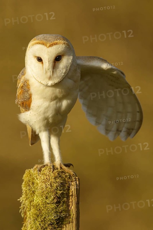 Barn Owl