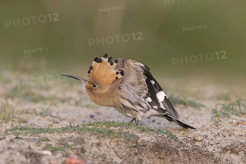 Eurasian Hoopoe