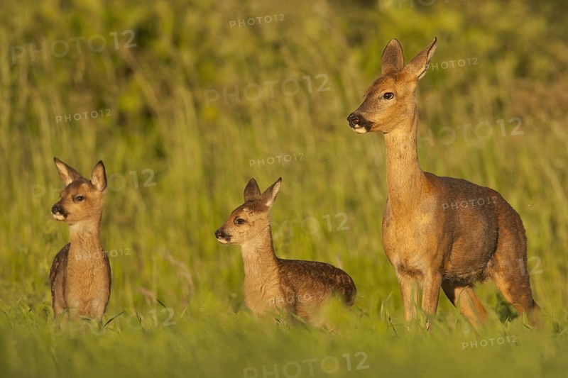 Western Roe Deer