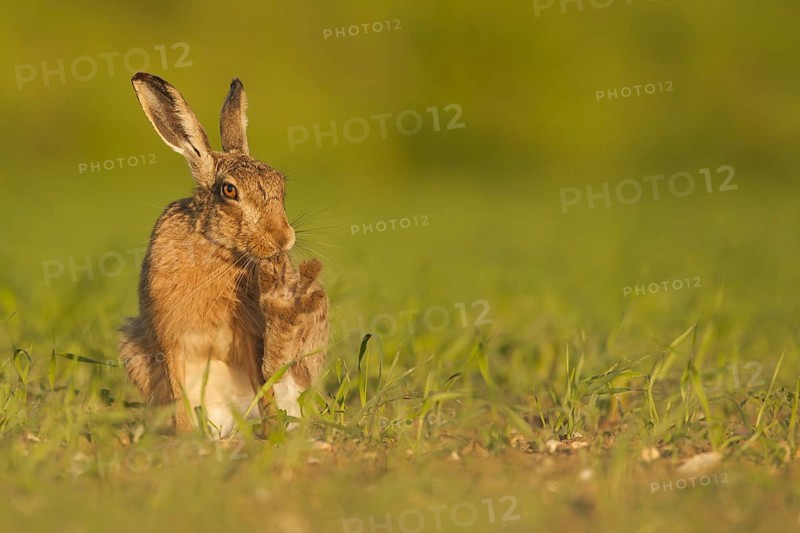 European Hare