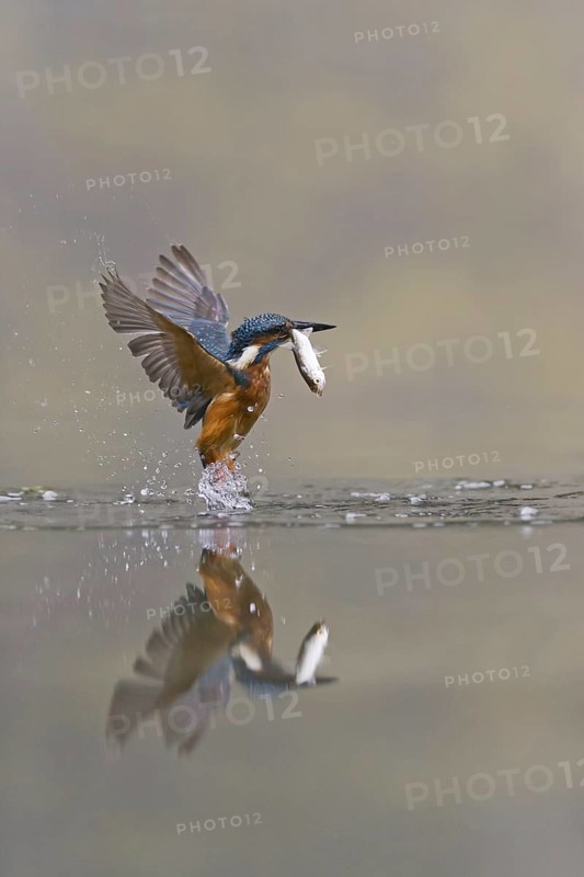 Common Kingfisher