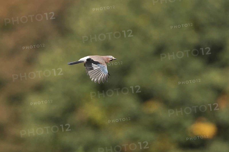 Eurasian Jay
