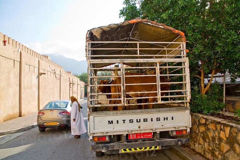 Cattle market