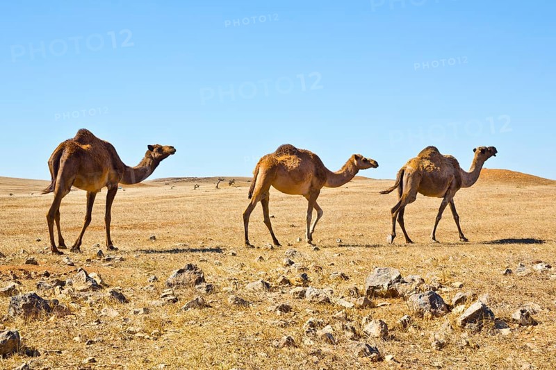 Camel herd on the plateau of Jebel Samhan