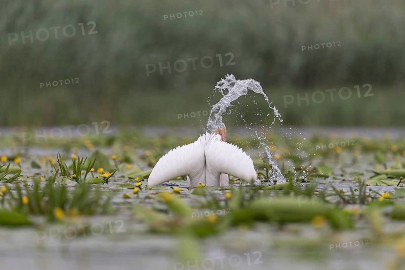 Great White Pelican