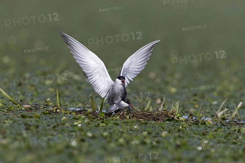 Whiskered Tern
