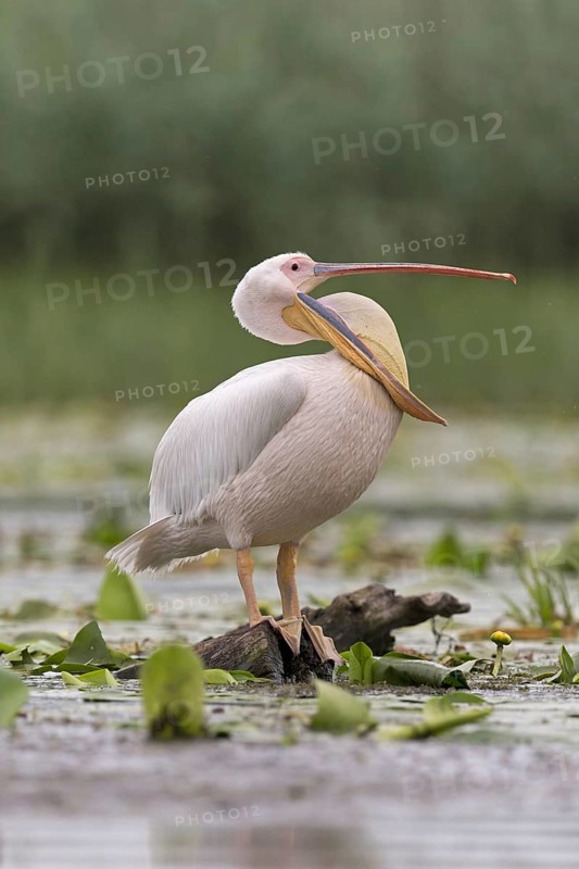 Great White Pelican