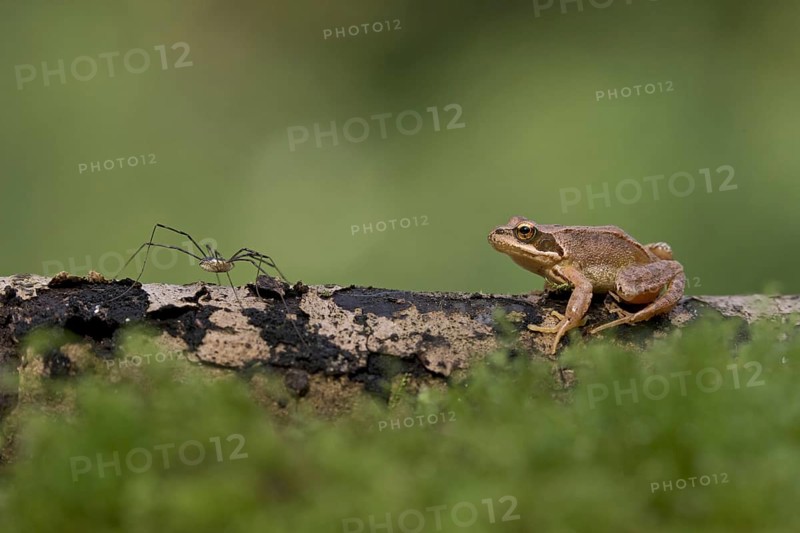 Common Frog