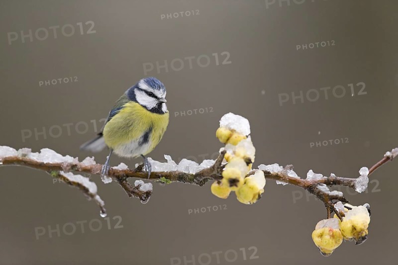 Blue Tit