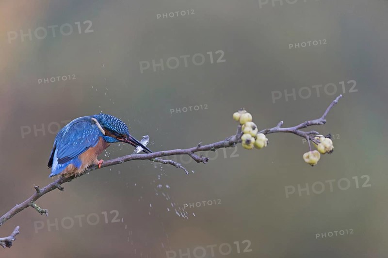 Common Kingfisher