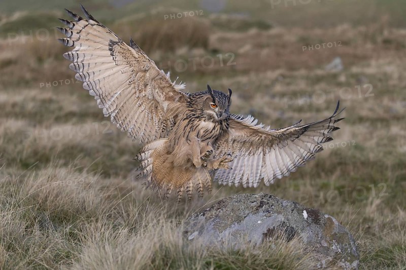 Eurasian Eagle Owl