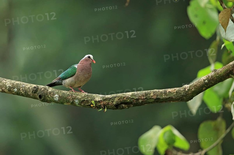 Emerald Dove