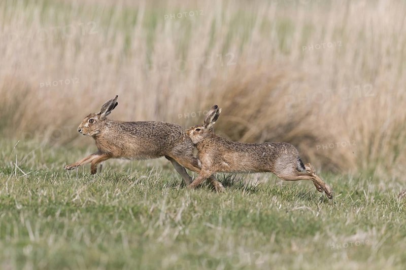 European Hare