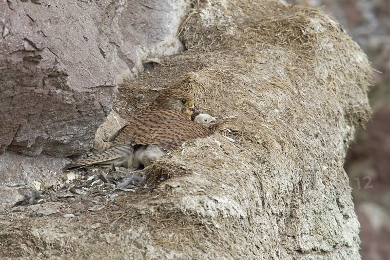 Common Kestrel