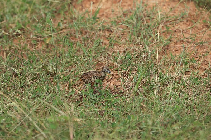 Barred Buttonquail