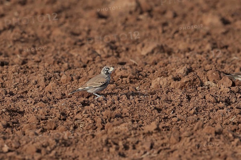 Thick-billed Lark