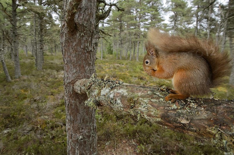 Eurasian Red Squirrel