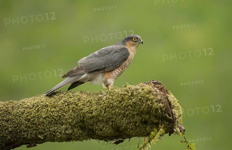 Eurasian Sparrowhawk