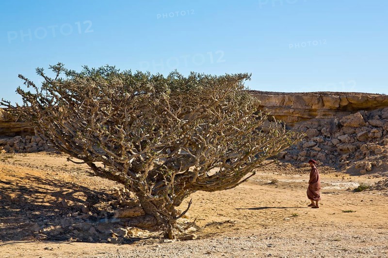 Incense trees in Wadi Doka