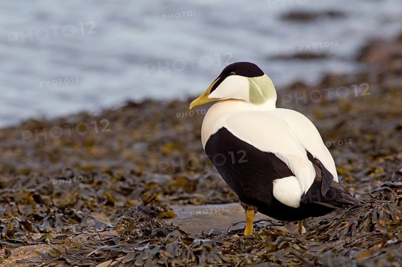Adult male Common Eider