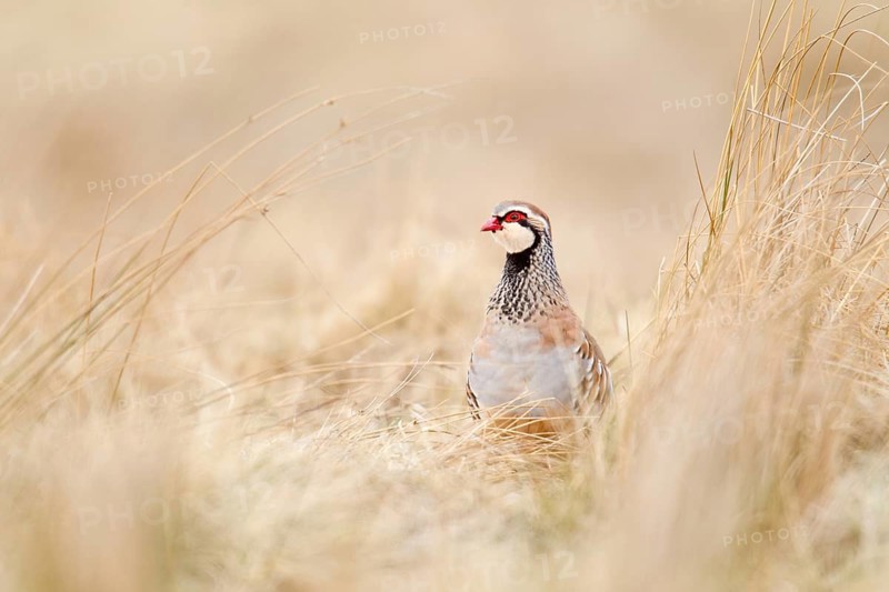 Adult Red legged