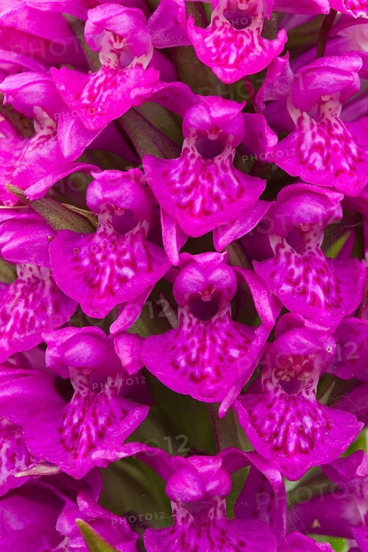 Close up of Northern Marsh Orchid