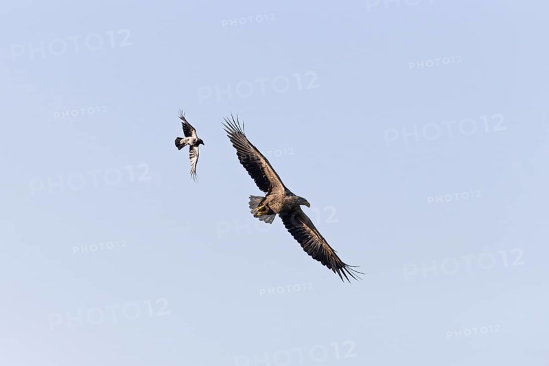 White-tailed eagle