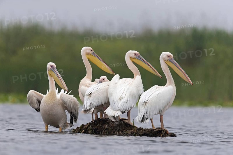 Great White Pelican