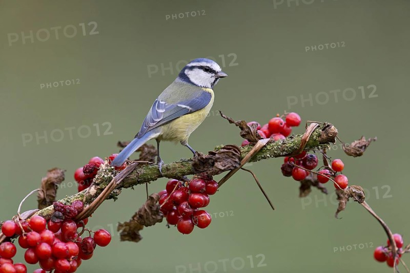 Blue Tit