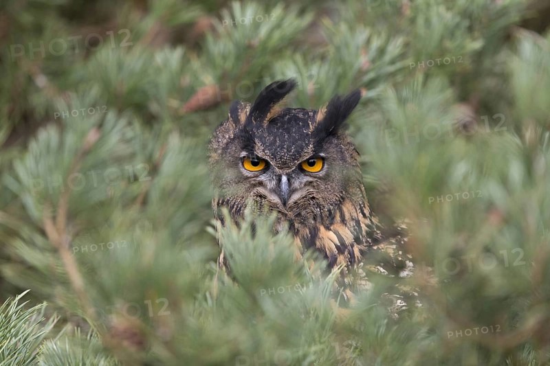 Eurasian Eagle Owl