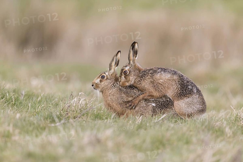European Hare