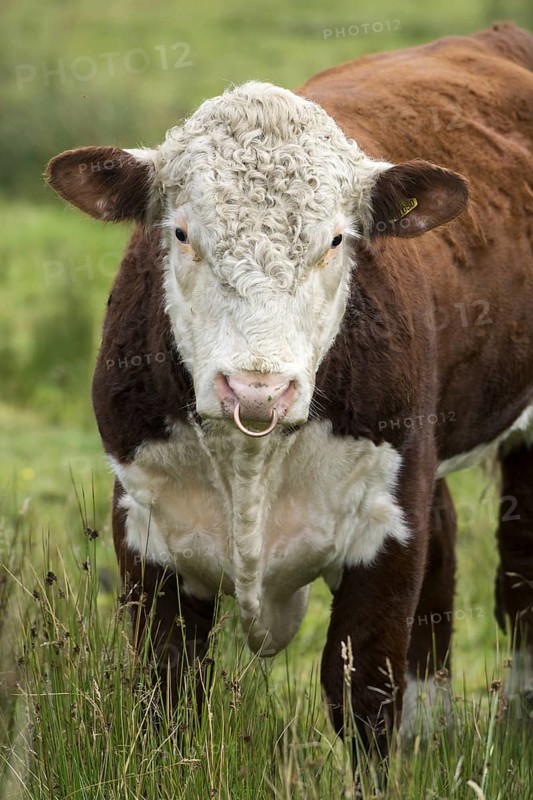 Domestic Cattle