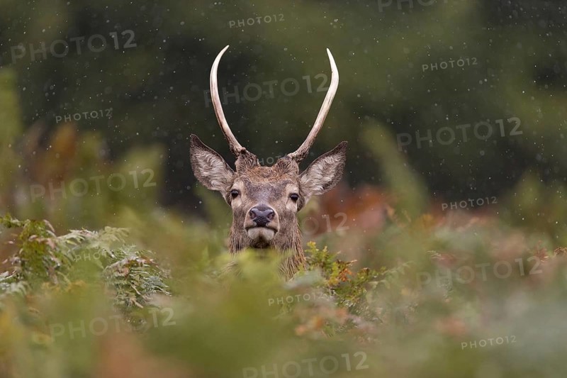 Red Deer