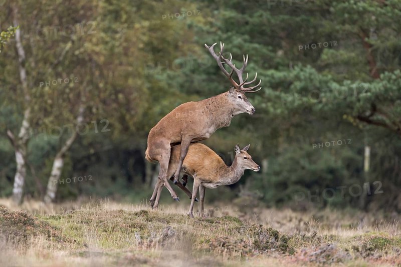 Red Deer