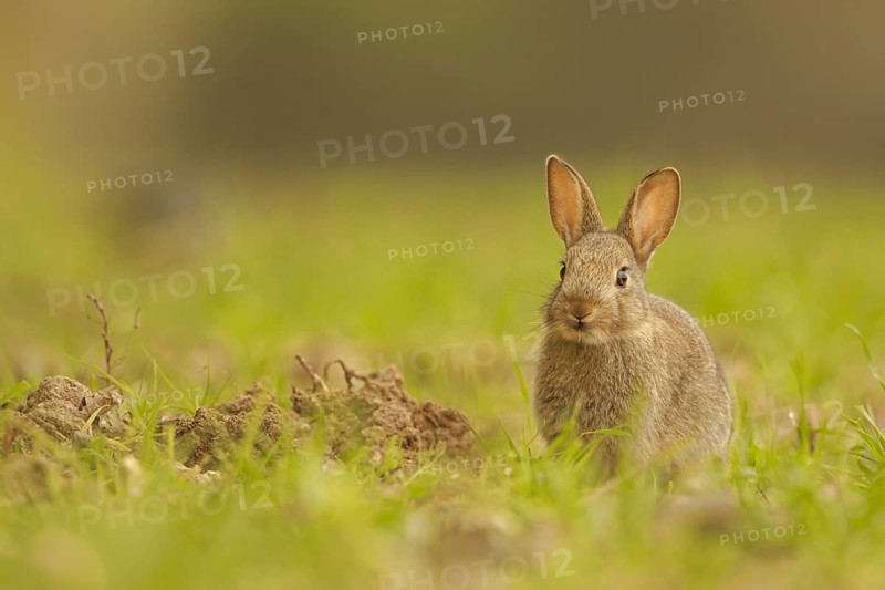 European Rabbit