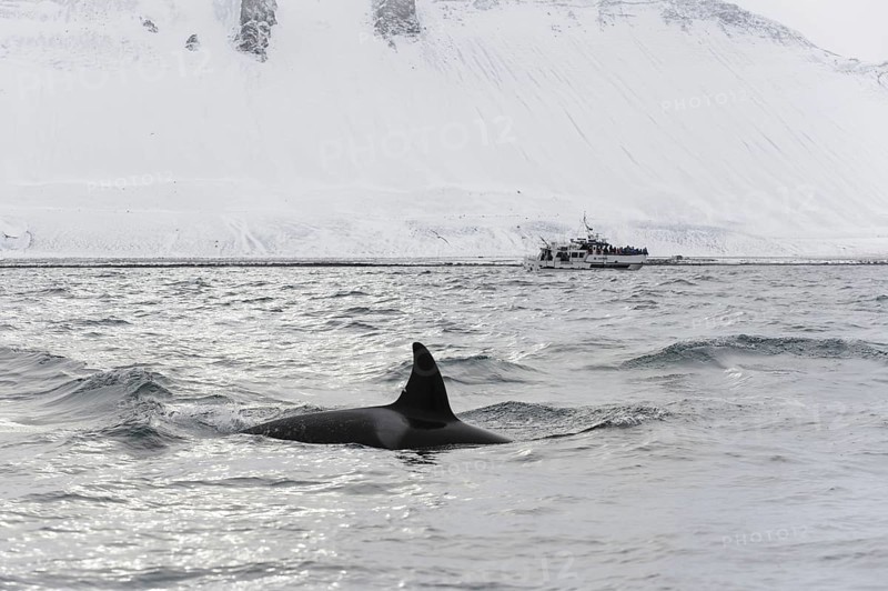 North Atlantic Killer Whale